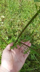Polytaenia
