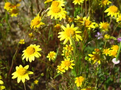 Lasthenia gracilis