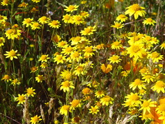 Lasthenia gracilis
