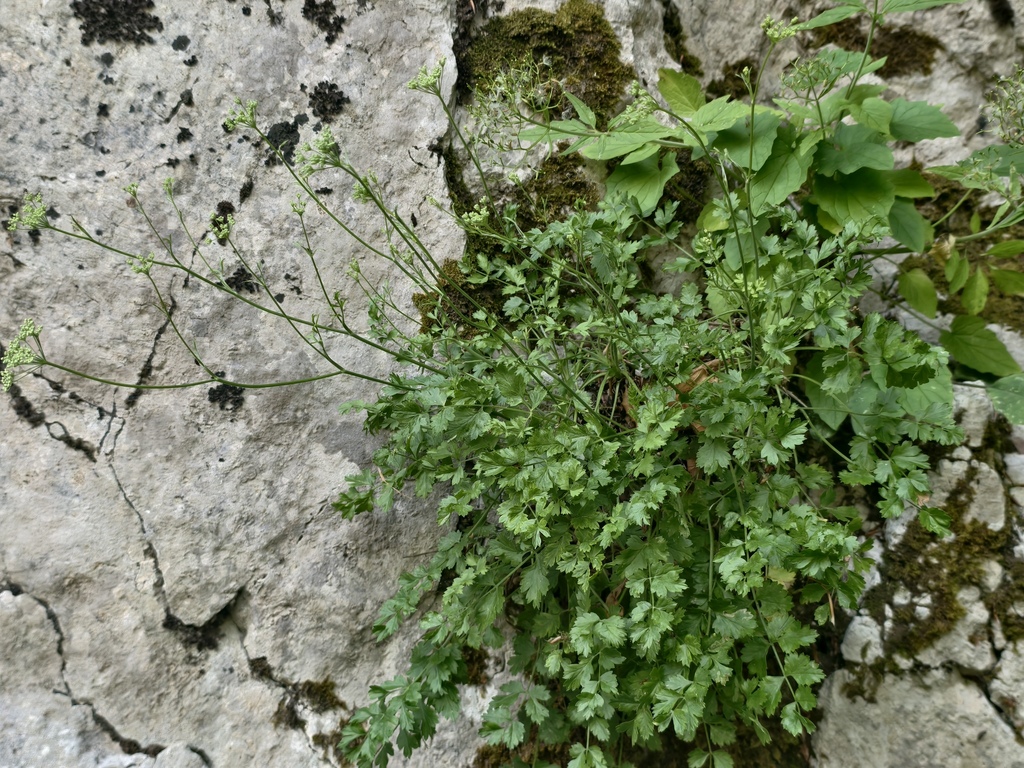 Pimpinella tragium; photograph (c) fmunoz, some rights reserved (CC BY)