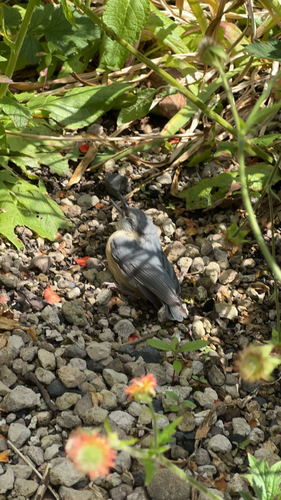 Eurasian Nuthatch