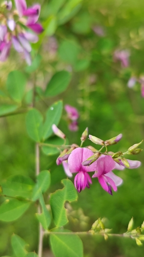 shrub lespedeza