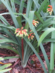Clivia gardenii
