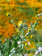 Amsinckia menziesii