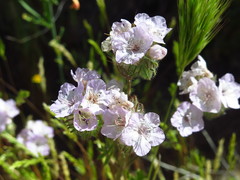 Phacelia cicutaria hispida