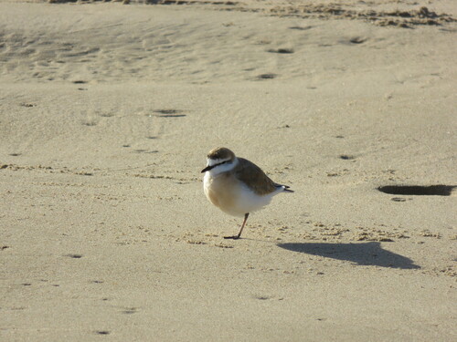 iNaturalist image