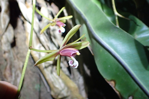 Cymbidium finlaysonianum, photograph 3