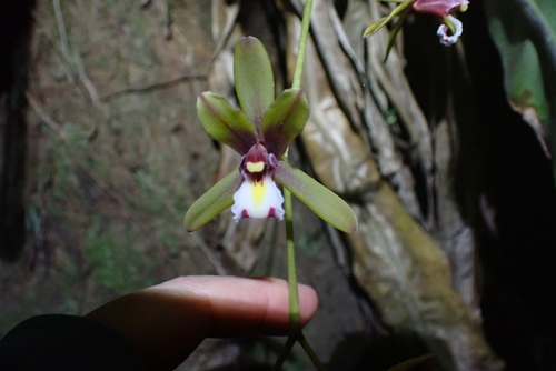 Cymbidium finlaysonianum, photograph 4