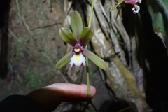 Cymbidium finlaysonianum, photograph (c) Michael Berardozzi, some rights reserved (CC BY)