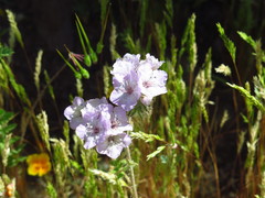 Phacelia cicutaria hispida