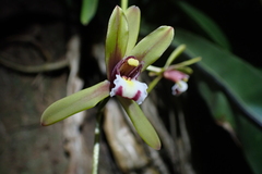 Cymbidium finlaysonianum, photograph (c) Michael Berardozzi, some rights reserved (CC BY)