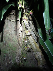 Cymbidium finlaysonianum, photograph (c) Michael Berardozzi, some rights reserved (CC BY)