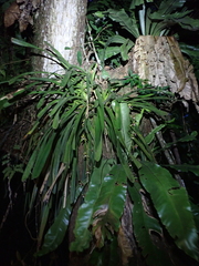 Cymbidium finlaysonianum, photograph (c) Michael Berardozzi, some rights reserved (CC BY)