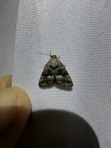 iNaturalist observation photo of Deltote