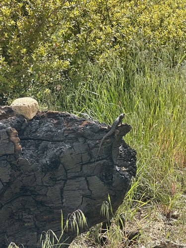 iNaturalist observation photo of Spiny Lizards
