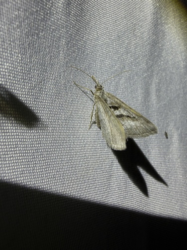 iNaturalist observation photo of Digrammia