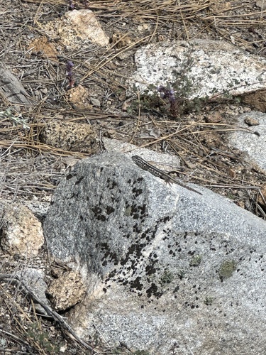 iNaturalist observation photo of Spiny Lizards