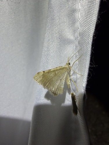 iNaturalist observation photo of Angle Moths and Allies
