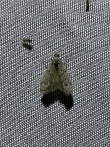 iNaturalist observation photo of Butterflies and Moths