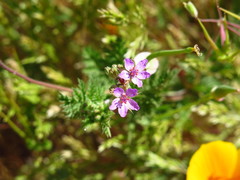 Erodium cicutarium