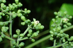 Leea indica, photograph (c) Michael Berardozzi, some rights reserved (CC BY)