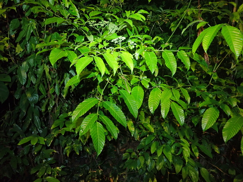 Leea indica, photograph 5