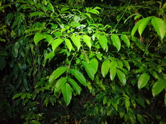 Leea indica, photograph (c) Michael Berardozzi, some rights reserved (CC BY)