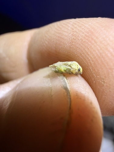 iNaturalist observation photo of True Bugs