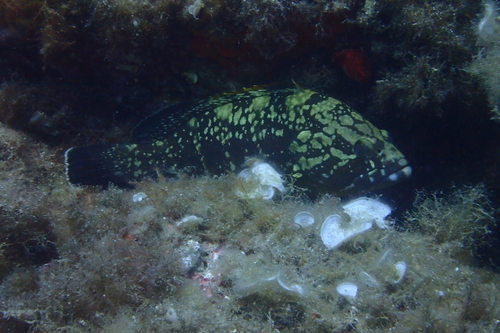 Dusky Grouper