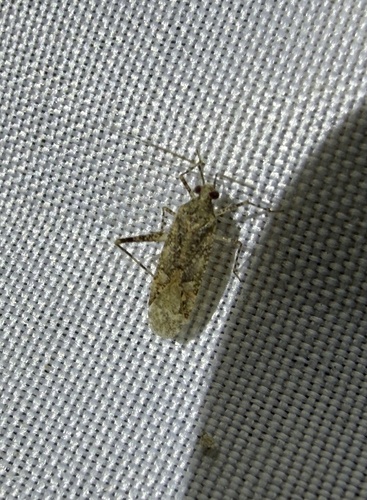 iNaturalist observation photo of Phytocoris