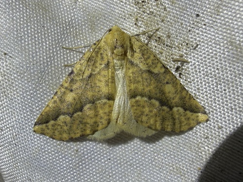 iNaturalist observation photo of Sicya morsicaria