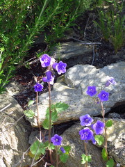 Phacelia minor