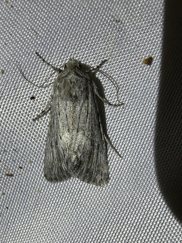 iNaturalist observation photo of Cutworm Moths and Allies