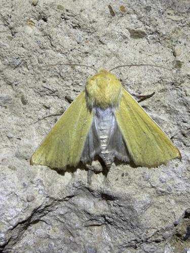 iNaturalist observation photo of Copablepharon canariana