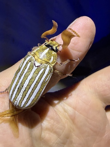 iNaturalist observation photo of Ten-lined June Beetle