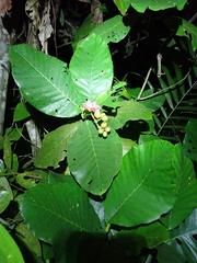 Dillenia suffruticosa, photograph (c) Michael Berardozzi, some rights reserved (CC BY)