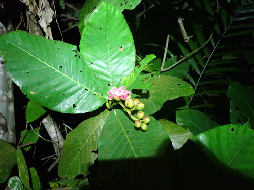 Dillenia suffruticosa, photograph 5