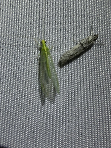 iNaturalist observation photo of Common Green Lacewings