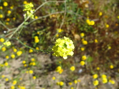Hirschfeldia incana