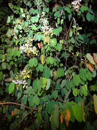 Phanera semibifida observed 2026-06-30