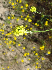 Hirschfeldia incana