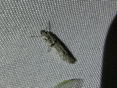 iNaturalist observation photo of Phycitini