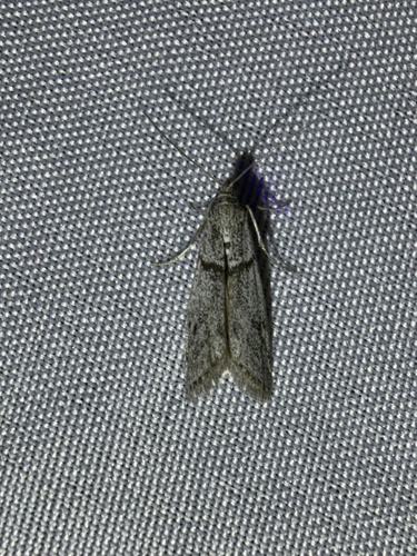 iNaturalist observation photo of Myelopsis