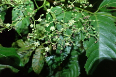 Leea indica, photograph (c) Michael Berardozzi, some rights reserved (CC BY)