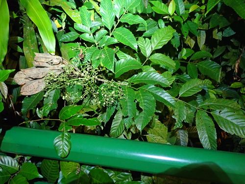 Leea indica, photograph 2