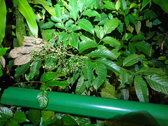 Leea indica, photograph (c) Michael Berardozzi, some rights reserved (CC BY)