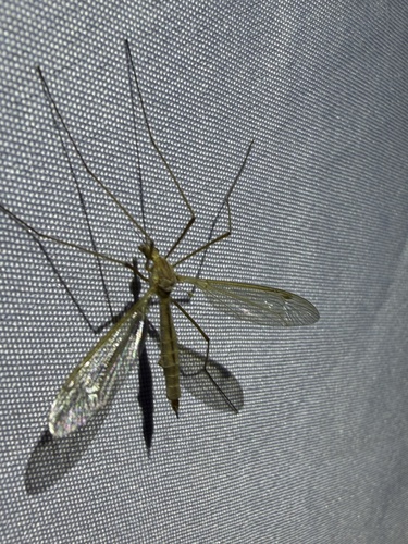 iNaturalist observation photo of Tipulinae