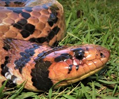 Hydrodynastes bicinctus