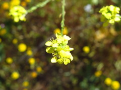 Hirschfeldia incana