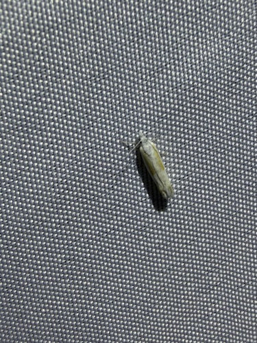 iNaturalist observation photo of Striped Eucosma Moth and Allies